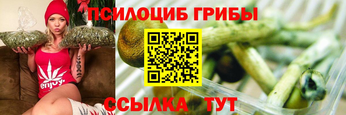 Псилоцибиновые грибы Psilocybine cubensis Заволжье